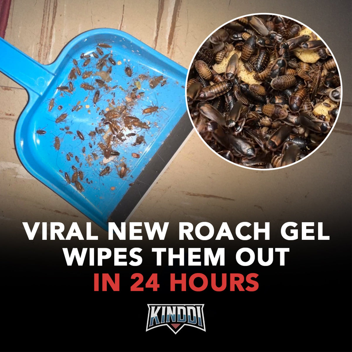 Kinddi Gel Bait